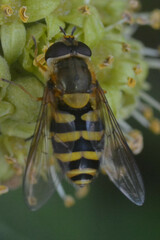 Syrphus ribesii
