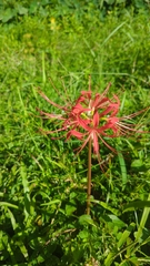 Lycoris