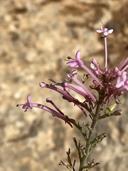 Centranthus longiflorus