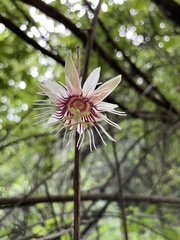 Passiflora quinquangularis