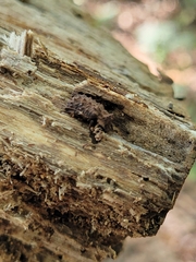 Bolitotherus cornutus