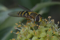 Syrphus ribesii