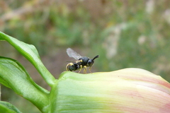Brachymeria tibialis