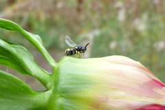 Brachymeria tibialis