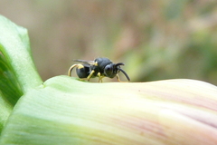 Brachymeria tibialis