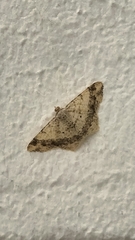 Frederickia nigricomma