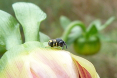 Brachymeria tibialis