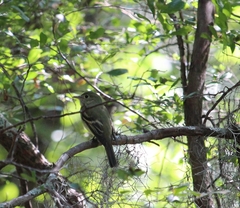 Tyrannidae