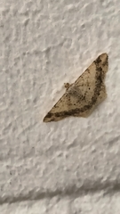 Frederickia nigricomma