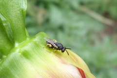 Brachymeria tibialis
