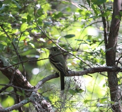 Tyrannidae
