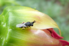 Brachymeria tibialis