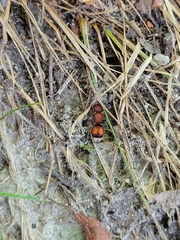 Pseudomethoca simillima