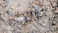 Velarifictorus