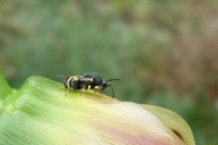 Brachymeria tibialis
