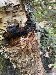 Inonotus obliquus sterilis