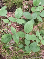Rubus hirtus