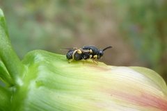 Brachymeria tibialis