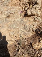 Centranthus longiflorus