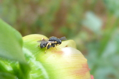 Brachymeria tibialis