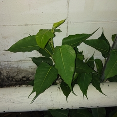 Ficus religiosa