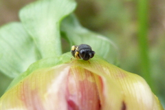 Brachymeria tibialis