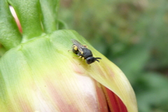 Brachymeria tibialis
