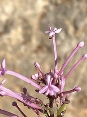 Centranthus longiflorus