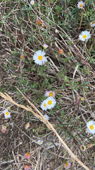 Erigeron karvinskianus