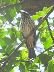 Myiodynastes maculatus