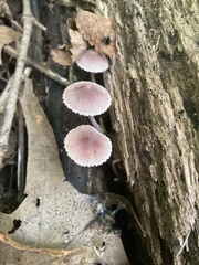 Mycena