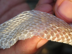 Coluber constrictor foxii