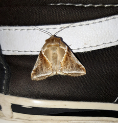 Habrosyne pyritoides
