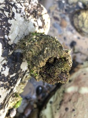 Pyuridae