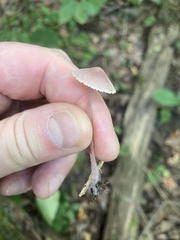 Mycena
