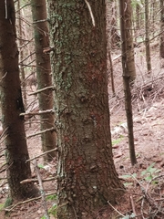 Abies alba