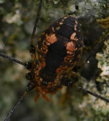 Leiobunum