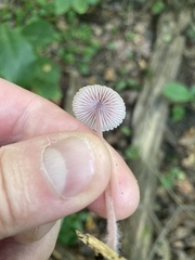 Mycena
