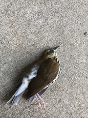 Hylocichla mustelina