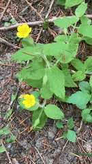 Erythranthe moschata