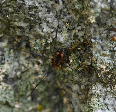 Leiobunum