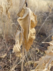 Asclepias speciosa