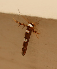 Stathmopoda triselena