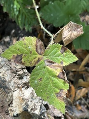 Rubus ursinus
