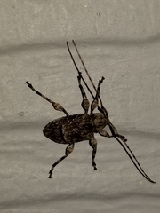 Leptostylopsis terraecolor