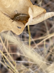 Chlorochroa uhleri