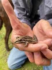 Leptodactylus fuscus