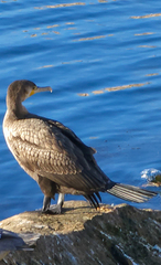 Phalacrocorax carbo