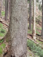 Abies alba