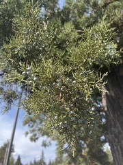 Juniperus occidentalis